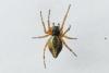 Cyclosa conica